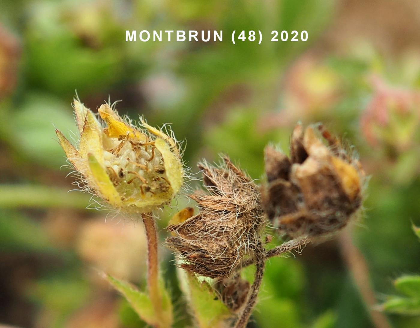 Cinquefoil, Spring fruit